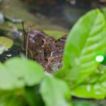Arts & Vie - Tortuguero - Costa Rica