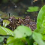 Arts & Vie - Tortuguero - Costa Rica