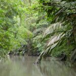 Arts & Vie - Tortuguero - Costa Rica