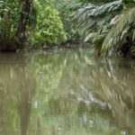 Arts & Vie - Tortuguero - Costa Rica