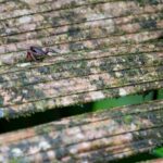 Arts & Vie - Tortuguero - Costa Rica