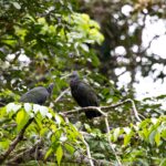Arts & Vie - Tortuguero - Costa Rica
