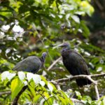 Arts & Vie - Tortuguero - Costa Rica