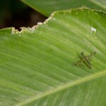 Arts & Vie - Tortuguero - Costa Rica