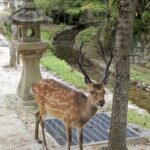 Japon - l'île sacrée de Miyajima