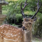 Japon - l'île sacrée de Miyajima