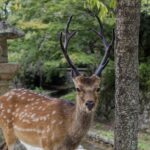 Japon - l'île sacrée de Miyajima