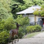 Japon - Temple Daishoin - Miyajima