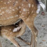 Japon - l'île sacrée de Miyajima