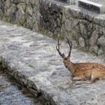 Japon - l'île sacrée de Miyajima