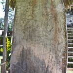 Arts & Vie - Ceibal - Guatemala