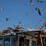 Arts & Vie - Livingstone - Guatemala