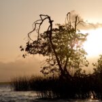 Arts & Vie - Livingstone - Guatemala