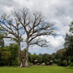 Arts & Vie - Quirigua - Guatemala