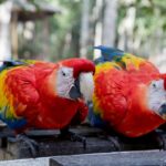 Arts & Vie - Copan - Honduras