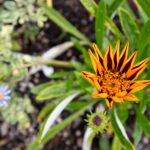 Arts & Vie - Inverewe - Ecosse