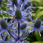 Arts & Vie - Inverewe - Ecosse