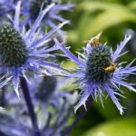 Arts & Vie - Inverewe - Ecosse