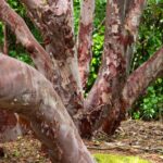 Arts & Vie - Inverewe - Ecosse