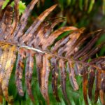 Arts & Vie - Inverewe - Ecosse
