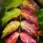 Arts & Vie - Inverewe - Ecosse