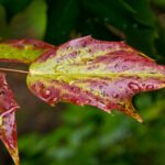 Arts & Vie - Inverewe - Ecosse