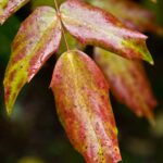 Arts & Vie - Inverewe - Ecosse