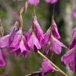 Arts & Vie - Inverewe - Ecosse