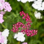 Arts & Vie - Inverewe - Ecosse
