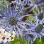 Arts & Vie - Inverewe - Ecosse
