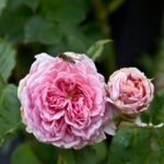 Arts & Vie - Inverewe - Ecosse